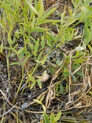 Astragalus chorinensis