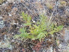 Astragalus chorinensis