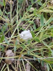 Oxytropis caespitosa