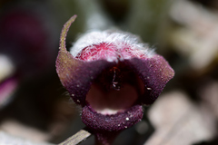 Asarum canadense canadense