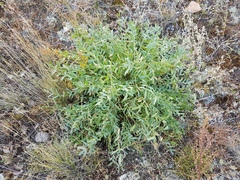 Oxytropis caespitosa