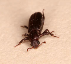 Ogmoderes angusticollis