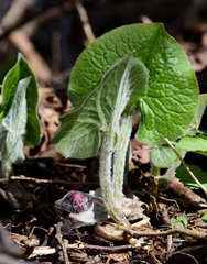 Asarum canadense canadense