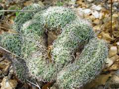 Coryphantha erecta