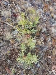Astragalus chorinensis