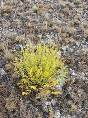 Ferulopsis hystrix