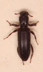 Ogmoderes angusticollis