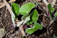Asarum canadense canadense