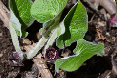 Asarum canadense canadense