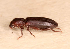 Ogmoderes angusticollis