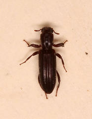 Ogmoderes angusticollis