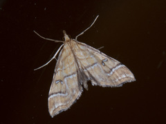 Musotima ochropteralis