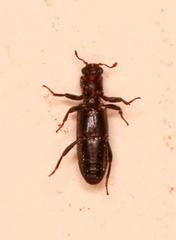 Ogmoderes angusticollis