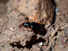 Agonum extensicolle