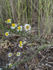 Chloracantha spinosa spinosa