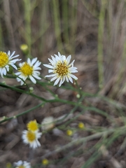 Chloracantha spinosa spinosa