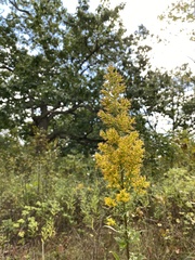 Solidago speciosa rigidiuscula