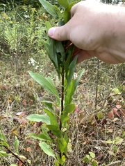 Solidago speciosa rigidiuscula