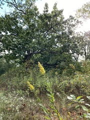 Solidago speciosa rigidiuscula