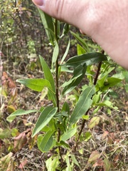 Solidago speciosa rigidiuscula