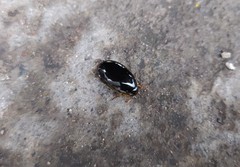 Thermonectus