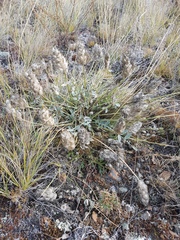 Astragalus lupulinus