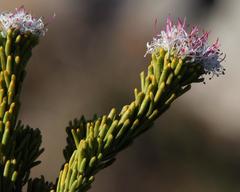 Agathosma gonaquensis