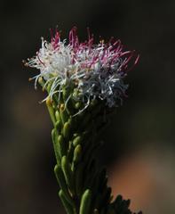 Agathosma gonaquensis