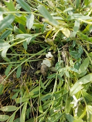 Oxytropis caespitosa