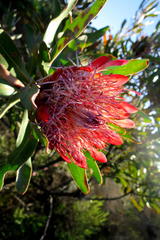 Protea susannae