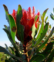 Protea susannae