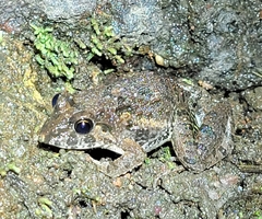 Fejervarya multistriata