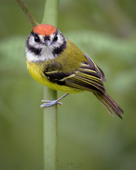 Poecilotriccus ruficeps