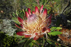 Protea susannae