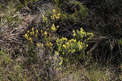 Gnidia styphelioides