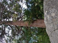 Sequoia sempervirens