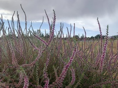 Salsoloideae