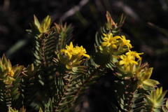 Gnidia styphelioides