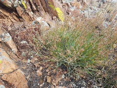 Bupleurum bicaule