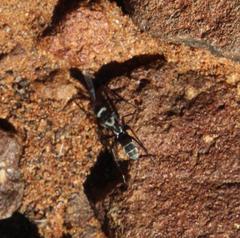 Camponotus vestitus
