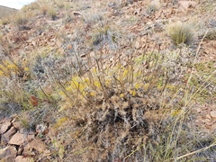 Ferulopsis hystrix