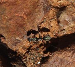 Camponotus vestitus