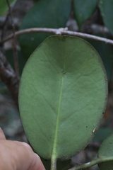 Hoya australis australis