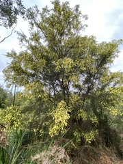 Acacia verticillata verticillata