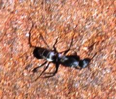 Camponotus vestitus