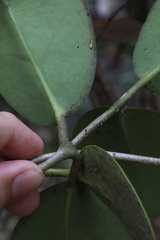 Hoya australis australis