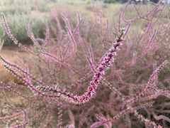 Salsoloideae