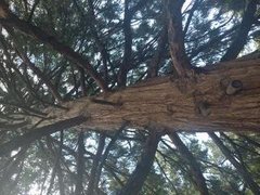 Sequoia sempervirens