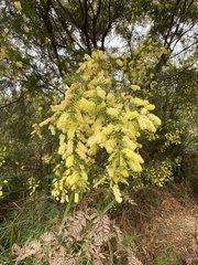 Acacia verticillata verticillata