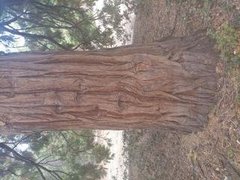 Sequoia sempervirens